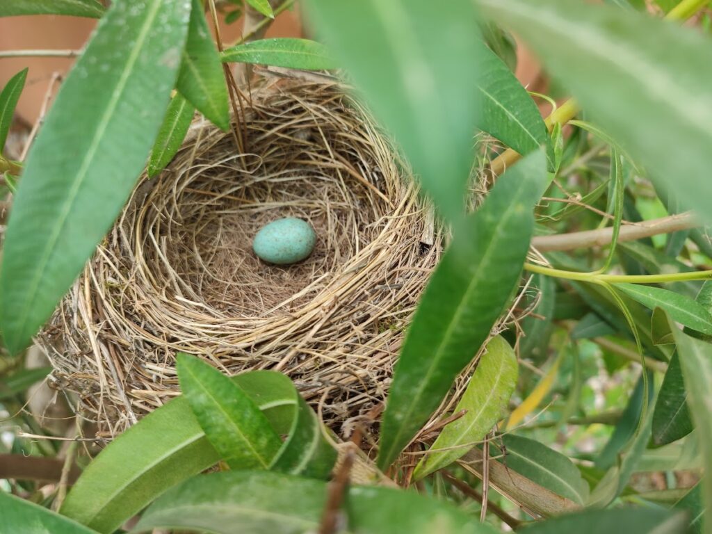 nido de pajaro
