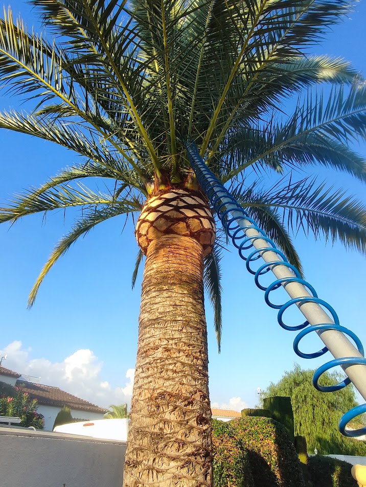 palmera