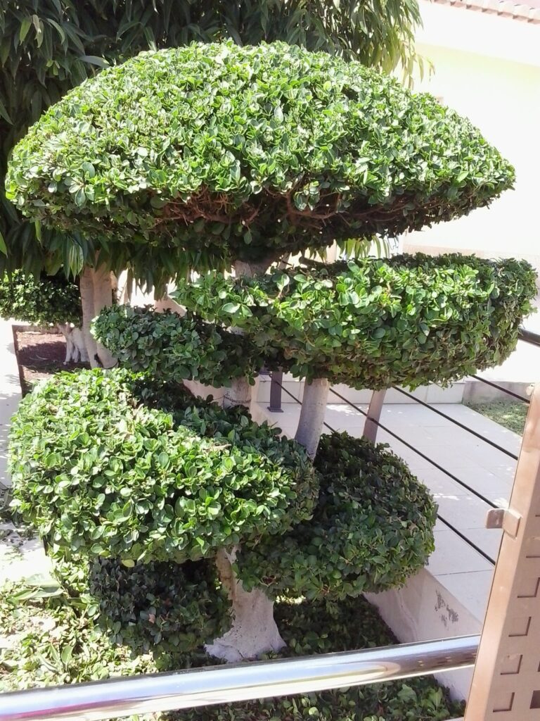 mantenimiento de plantas