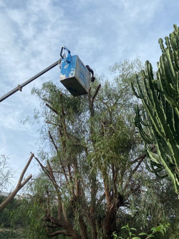 PODA ALTURA CASETA TOSSALS II