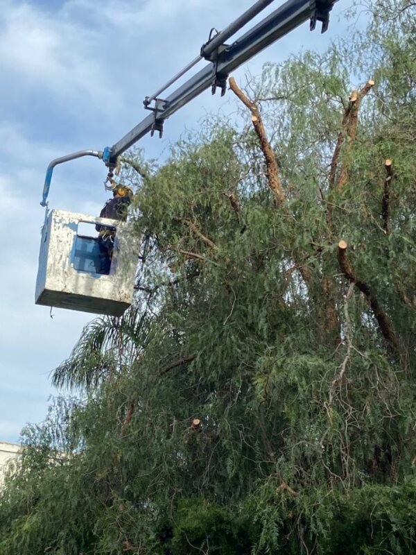 PODA ALTURA CASETA TOSSALS