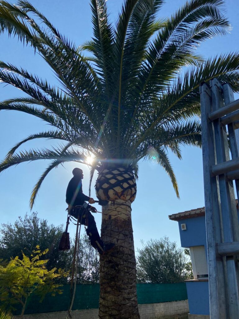 PODA PALMERA ANGEL RAMOS