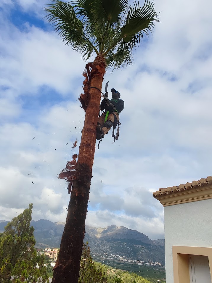 PODA PALMERA PORTA D' ORBA