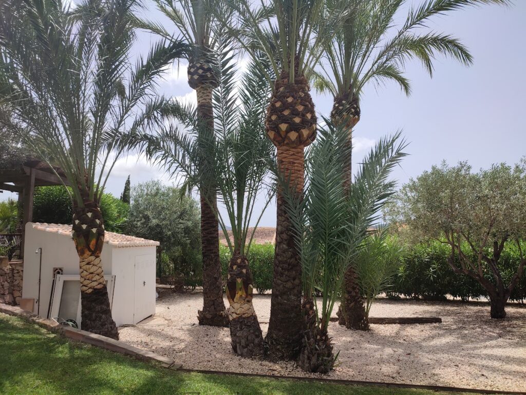 PODA PALMERES FELIP XABIA