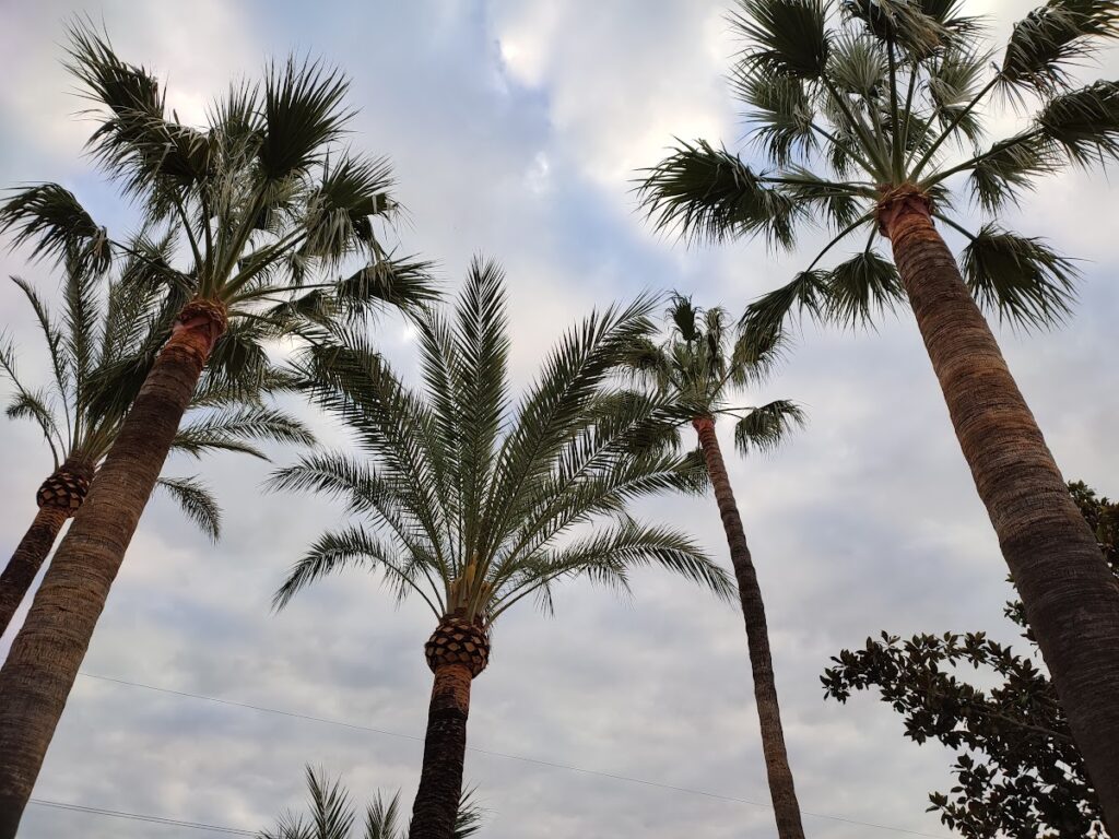 PODA PALMERES VINYALS